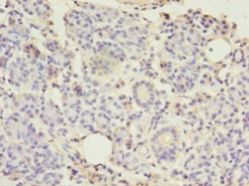 TMEM27 / Collectrin Antibody - Immunohistochemistry of paraffin-embedded human pancreas tissue using antibody at 1:100 dilution.  This image was taken for the unconjugated form of this product. Other forms have not been tested.