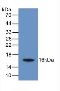 TMEM27 / Collectrin Antibody