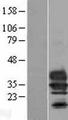 TMEM27 / Collectrin Protein - Western validation with an anti-DDK antibody * L: Control HEK293 lysate R: Over-expression lysate