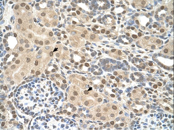 TMEM30A Antibody - TMEM30A antibody TMEM30A(transmembrane protein 30A) Antibody was used in IHC to stain formalin-fixed, paraffin-embedded human kidney.  This image was taken for the unconjugated form of this product. Other forms have not been tested.