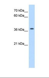 TMEM30A Antibody - HepG2 cell lysate. Antibody concentration: 0.25 ug/ml. Gel concentration: 12%.  This image was taken for the unconjugated form of this product. Other forms have not been tested.