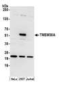 TMEM30A Antibody - Detection of human TMEM30A by western blot. Samples: Whole cell lysate (15 µg) from HeLa, HEK293T, and Jurkat cells prepared using NETN lysis buffer. Antibody: Affinity purified rabbit anti-TMEM30A antibody used for WB at 0.1 µg/ml. Detection: Chemiluminescence with an exposure time of 30 seconds.