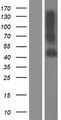 TMEM30A Protein - Western validation with an anti-DDK antibody * L: Control HEK293 lysate R: Over-expression lysate