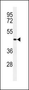 TMEM30B Antibody - Western blot of CC50B Antibody in MDA-MB435 cell line lysates (35 ug/lane). CC50B (arrow) was detected using the purified antibody.