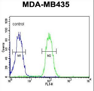 TMEM30B Antibody - CC50B Antibody flow cytometry of MDA-MB435 cells (right histogram) compared to a negative control cell (left histogram). FITC-conjugated goat-anti-rabbit secondary antibodies were used for the analysis.