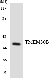 TMEM30B Antibody - Western blot analysis of the lysates from HeLa cells using TMEM30B antibody.