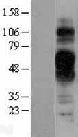 TMEM30B Protein - Western validation with an anti-DDK antibody * L: Control HEK293 lysate R: Over-expression lysate