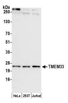 TMEM33 Antibody - Detection of human TMEM33 by western blot. Samples: Whole cell lysate (15 µg) from HeLa, HEK293T, and Jurkat cells prepared using NETN lysis buffer. Antibody: Affinity purified rabbit anti-TMEM33 antibody used for WB at 1:1000. Detection: Chemiluminescence with an exposure time of 10 seconds.