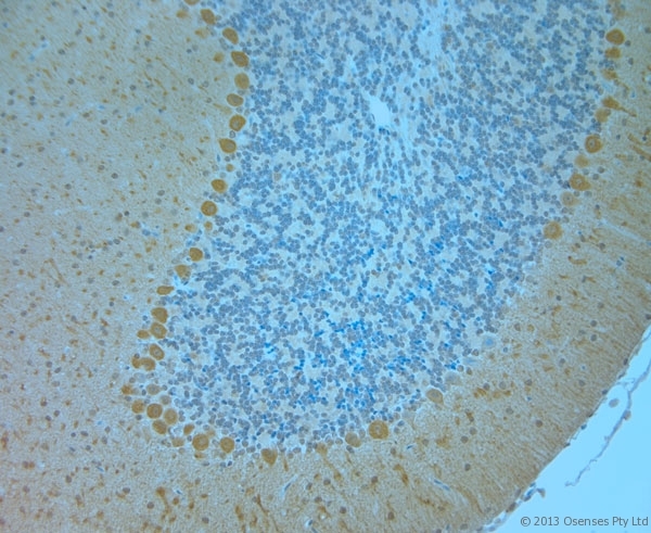 TMEM37 Antibody - Rabbit antibody to TMEM37 (160-211). IHC-P on paraffin sections of mouse cerebellum. The animal was perfused using Autoperfuser at a pressure of 110 mm Hg with 300 ml 4% FA and further post fixed overnight before being processed for paraffin embedding. HIER: Tris-EDTA, pH 9 for 20 min using Thermo PT Module. Blocking: 0.2% LFDM in TBST filtered through a 0.2 micron filter. Detection was done using Novolink HRP polymer from Leica following manufacturers instructions. Primary antibody: dilution 1:1000, incubated 30 min at RT (using Autostainer). Sections were counterstained with Harris Hematoxylin.
