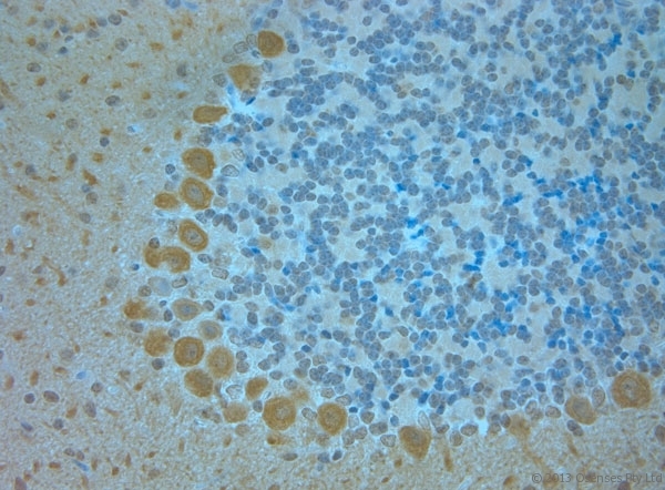 TMEM37 Antibody - Rabbit antibody to TMEM37 (160-211). IHC-P on paraffin sections of mouse cerebellum. The animal was perfused using Autoperfuser at a pressure of 110 mm Hg with 300 ml 4% FA and further post fixed overnight before being processed for paraffin embedding. HIER: Tris-EDTA, pH 9 for 20 min using Thermo PT Module. Blocking: 0.2% LFDM in TBST filtered through a 0.2 micron filter. Detection was done using Novolink HRP polymer from Leica following manufacturers instructions. Primary antibody: dilution 1:1000, incubated 30 min at RT (using Autostainer). Sections were counterstained with Harris Hematoxylin.