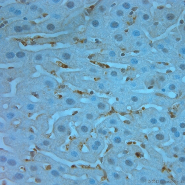 TMEM37 Antibody - Rabbit antibody to TMEM37 (160-211). IHC-P on paraffin sections of mouse liver. The animal was perfused using Autoperfuser at a pressure of 110 mm Hg with 300 ml 4% FA and further post fixed overnight before being processed for paraffin embedding. HIER: Tris-EDTA, pH 9 for 20 min using Thermo PT Module. Blocking: 0.2% LFDM in TBST filtered through a 0.2 micron filter. Detection was done using Novolink HRP polymer from Leica following manufacturers instructions. Primary antibody: dilution 1:1000, incubated 30 min at RT (using Autostainer). Sections were counterstained with Harris Hematoxylin.