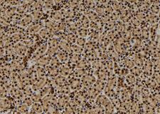 TMEM37 Antibody - 1:100 staining mouse kidney tissue by IHC-P. The sample was formaldehyde fixed and a heat mediated antigen retrieval step in citrate buffer was performed. The sample was then blocked and incubated with the antibody for 1.5 hours at 22°C. An HRP conjugated goat anti-rabbit antibody was used as the secondary.