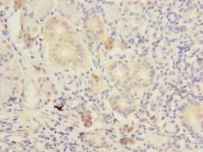 TMEM41A Antibody - Immunohistochemistry of paraffin-embedded human pancreatic tissue using antibody at dilution of 1:100.