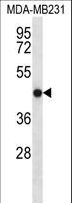 TMEM43 Antibody - TMEM43 Antibody western blot of MDA-MB231 cell line lysates (35 ug/lane). The TMEM43 antibody detected the TMEM43 protein (arrow).