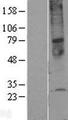 TMEM45A Protein - Western validation with an anti-DDK antibody * L: Control HEK293 lysate R: Over-expression lysate