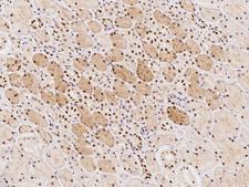 TMEM49 Antibody - Immunochemical staining of human VMP1 in human kidney with rabbit polyclonal antibody at 1:500 dilution, formalin-fixed paraffin embedded sections.