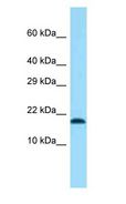 TMEM50B Antibody - TMEM50B antibody Western Blot of Mouse Heart.  This image was taken for the unconjugated form of this product. Other forms have not been tested.