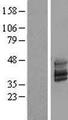 TMEM51 Protein - Western validation with an anti-DDK antibody * L: Control HEK293 lysate R: Over-expression lysate