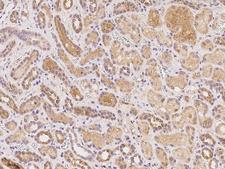 TMEM52B / C12orf59 Antibody - Immunochemical staining of human TMEM52B in human kidney with rabbit polyclonal antibody at 1:100 dilution, formalin-fixed paraffin embedded sections.