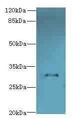 TMEM53 Antibody - Western blot. All lanes: TMEM53 antibody at 5 ug/ml+Mos- brain tissue Goat polyclonal to rabbit at 1:10000 dilution. Predicted band size: 32 kDa. Observed band size: 32 kDa.