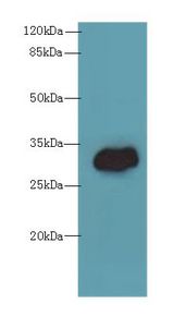 TMEM55A Antibody - Western blot. All lanes: TMEM55A antibody at 5 ug/ml+ Mouse liver tissue Goat polyclonal to rabbit at 1:10000 dilution. Predicted band size: 28 kDa. Observed band size: 28 kDa.