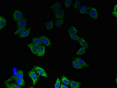 TMEM55A Antibody - Immunofluorescent analysis of LO2 cells using TMEM55A Antibody at dilution of 1:100 and Alexa Fluor 488-congugated AffiniPure Goat Anti-Rabbit IgG(H+L)
