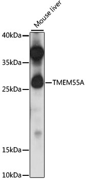 TMEM55A Antibody - Western blot analysis of extracts of mouse liver, using TMEM55A antibody at 1:1000 dilution. The secondary antibody used was an HRP Goat Anti-Rabbit IgG (H+L) at 1:10000 dilution. Lysates were loaded 25ug per lane and 3% nonfat dry milk in TBST was used for blocking. An ECL Kit was used for detection and the exposure time was 5s.
