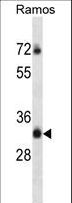 TMEM55B Antibody - TM55B Antibody western blot of Ramos cell line lysates (35 ug/lane). The TM55B antibody detected the TM55B protein (arrow).