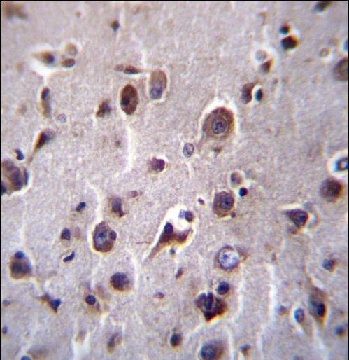 TMEM55B Antibody - TM55B Antibody immunohistochemistry of formalin-fixed and paraffin-embedded human brain tissue followed by peroxidase-conjugated secondary antibody and DAB staining.