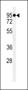 TMEM57 / Macoilin 1 Antibody - Western blot of MACOI Antibody in HL-60 cell line lysates (35 ug/lane). MACOI (arrow) was detected using the purified antibody.