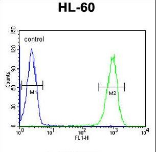 TMEM57 / Macoilin 1 Antibody - MACOI Antibody flow cytometry of HL-60 cells (right histogram) compared to a negative control cell (left histogram). FITC-conjugated goat-anti-rabbit secondary antibodies were used for the analysis.