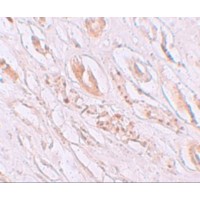 TMEM59 Antibody - Immunohistochemistry of TMEM59 in human kidney tissue with TMEM59 antibody at 2.5 µg/mL.