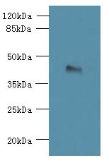 TMEM59L Antibody - Western blot. All lanes: TMEM59L antibody at 3 ug/ml+ 293T whole cell lysate Goat polyclonal to rabbit at 1:10000 dilution. Predicted band size: 38 kDa. Observed band size: 38 kDa.