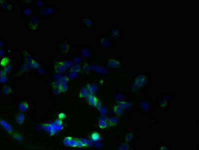 TMEM59L Antibody - Immunofluorescent analysis of 293T cells using TMEM59L Antibody at dilution of 1:100 and Alexa Fluor 488-congugated AffiniPure Goat Anti-Rabbit IgG(H+L)