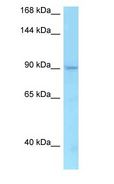 TMEM63A Antibody - TMEM63A antibody Western Blot of PANC1.  This image was taken for the unconjugated form of this product. Other forms have not been tested.