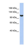 TMEM63C Antibody - TMEM63C antibody Western blot of THP-1 cell lysate. This image was taken for the unconjugated form of this product. Other forms have not been tested.