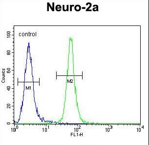 TMEM65 Antibody - TMEM65 Antibody flow cytometry of Neuro-2a cells (right histogram) compared to a negative control cell (left histogram). FITC-conjugated goat-anti-rabbit secondary antibodies were used for the analysis.