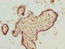 TMEM65 Antibody - Immunohistochemistry of paraffin-embedded human placenta tissue using antibody at dilution of 1:100.