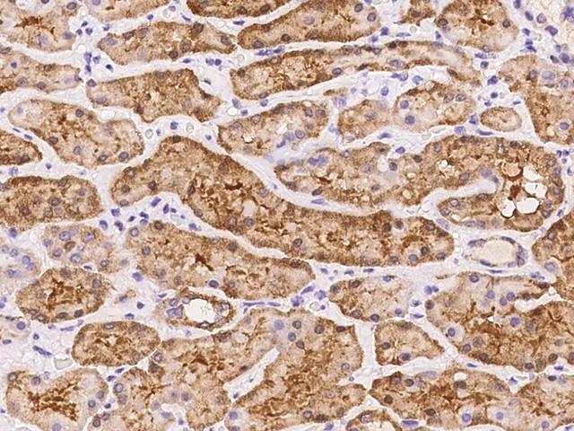 TMEM65 Antibody - Immunochemical staining of human TMEM65 in human kidney with rabbit polyclonal antibody at 1:100 dilution, formalin-fixed paraffin embedded sections.