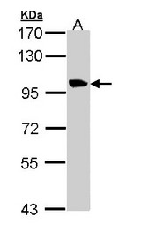 TMEM67 Antibody - Sample (30 ug of whole cell lysate). A: H1299. 7.5% SDS PAGE. TMEM67 antibody diluted at 1:1000