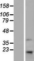 TMEM69 Protein - Western validation with an anti-DDK antibody * L: Control HEK293 lysate R: Over-expression lysate