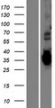TMEM74B / C20orf46 Protein - Western validation with an anti-DDK antibody * L: Control HEK293 lysate R: Over-expression lysate