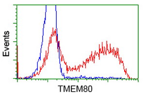 TMEM80 Antibody - HEK293T cells transfected with either overexpress plasmid (Red) or empty vector control plasmid (Blue) were immunostained by anti-TMEM80 antibody, and then analyzed by flow cytometry.