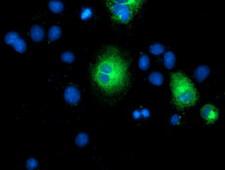 TMEM80 Antibody - Anti-TMEM80 mouse monoclonal antibody  immunofluorescent staining of COS7 cells transiently transfected by pCMV6-ENTRY TMEM80.