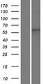 TMEM87A Protein - Western validation with an anti-DDK antibody * L: Control HEK293 lysate R: Over-expression lysate