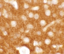 TMEM88 Antibody - Immunohistochemistry of TMEM88 in mouse brain tissue with TMEM88 antibody at 2.5 ug/ml.