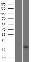 TMEM88B Protein - Western validation with an anti-DDK antibody * L: Control HEK293 lysate R: Over-expression lysate