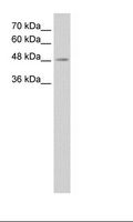 TMEM8B / NGX6 Antibody - HepG2 Cell Lysate.  This image was taken for the unconjugated form of this product. Other forms have not been tested.