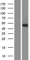 TMEM8B / NGX6 Protein - Western validation with an anti-DDK antibody * L: Control HEK293 lysate R: Over-expression lysate
