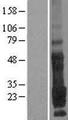 TMEM9 Protein - Western validation with an anti-DDK antibody * L: Control HEK293 lysate R: Over-expression lysate